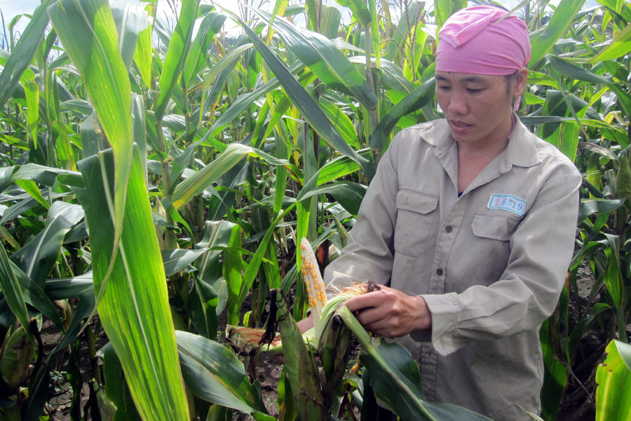 Người dân xã Đak Pơ Pho, huyện Kông Chro khốn đốn với bắp không hạt. Ảnh: Minh Nguyễn