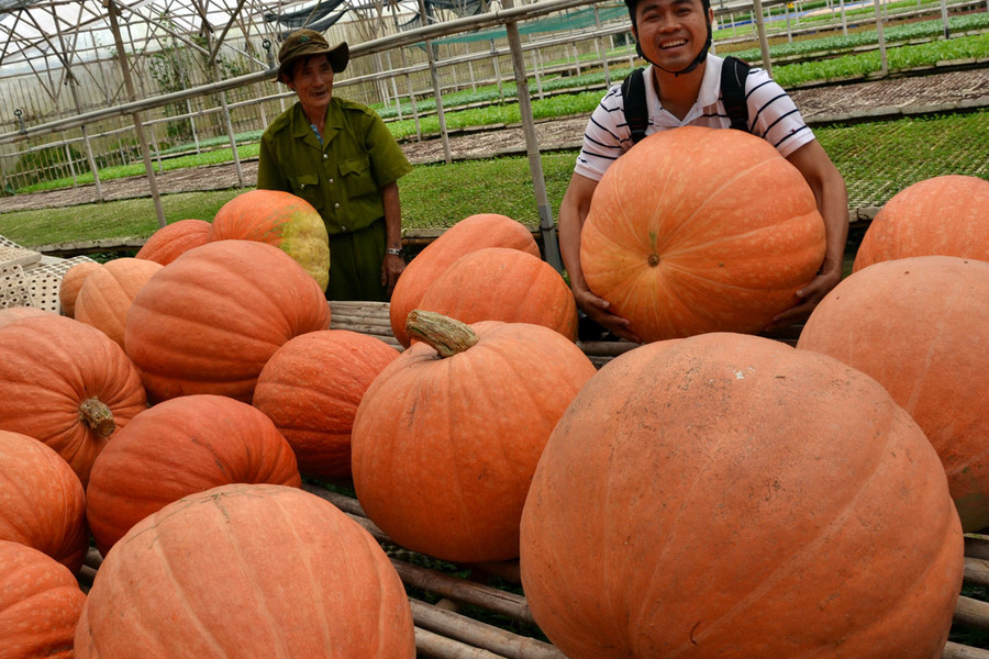 Bí ngô “khủng” mà gia đình ông Phan vừa thu hoạch. Ảnh: Ngô Khắc Lịch Bí ngô “khủng” mà gia đình ông Phan vừa thu hoạch. Ảnh: Ngô Khắc Lịch
