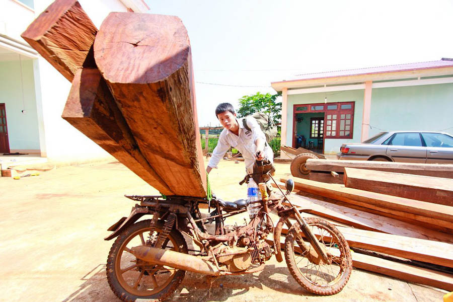 Nạn nhân tử vong do gỗ đè lên người gây chấn thương sọ não (ảnh minh họa). Nạn nhân tử vong do gỗ đè lên người gây chấn thương sọ não (ảnh minh họa).