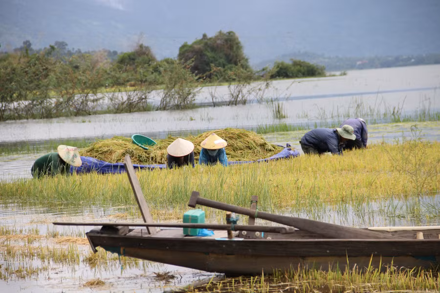 Người dân xã Đắk Liêng đang hối hả gặt lúa ngập trong nước lũ. Ảnh: Hoàng Bình