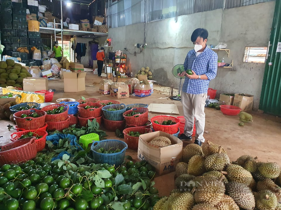 Sầu riêng, bơ hiện là hai nông sản đang được thu hoạch ở Đắk Lắk. (Trong ảnh: Một điểm thu mua nông sản tại Đắk Lắk). Ảnh: Duy Hậu