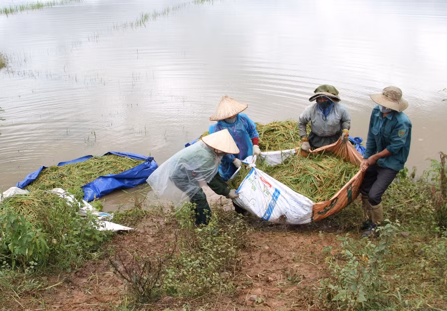 Nông dân vất vả đưa lúa gặt được lên bờ. Ảnh: Hoàng Bình