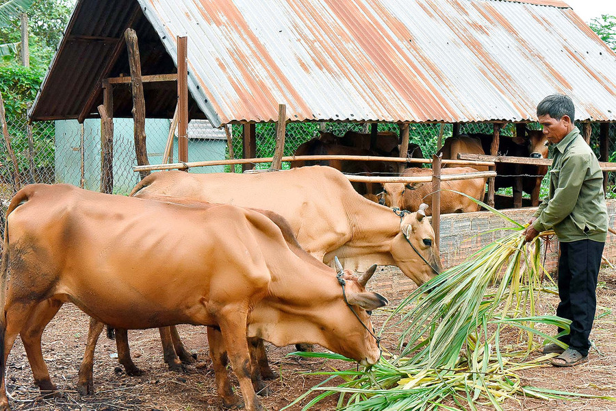 6. Những năm gần đây, người dân xã Ia Blang đã chú trọng áp dụng tiến bộ khoa học-kỹ thuật vào chăn nuôi để tăng năng suất, sản lượng. Đơn cử như ông Brê (làng Nhã) nhờ chăm sóc gần 1 ha cà phê, 4 sào lúa và chăn nuôi thêm 11 con bò…, mỗi năm sau khi trừ chi phí vẫn dư gần 100 triệu đồng.