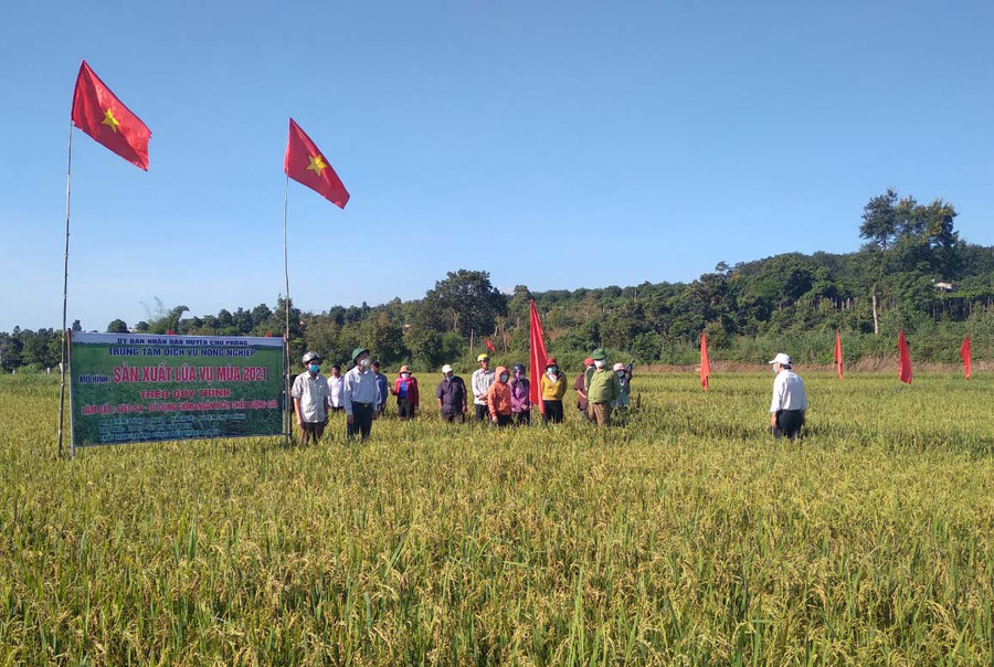 Cán bộ huyện Chư Prông, xã Ia Vê và người dân tham quan mô hình. Ảnh: Hồng Thương Lãnh đạo Huyện ủy, UBND huyện, các ban ngành của huyện, xã Ia Vê và đông đảo người dân tới tham quan mô hình. Ảnh: Hồng Thương