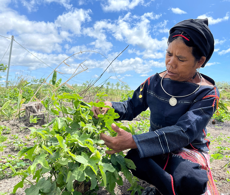 Nghệ nhân Đinh Thị Lăm (xã Kông Lơng Khơng, huyện Kbang) vẫn tự trồng bông để lấy nguyên liệu dệt thổ cẩm. Ảnh: Minh Châu