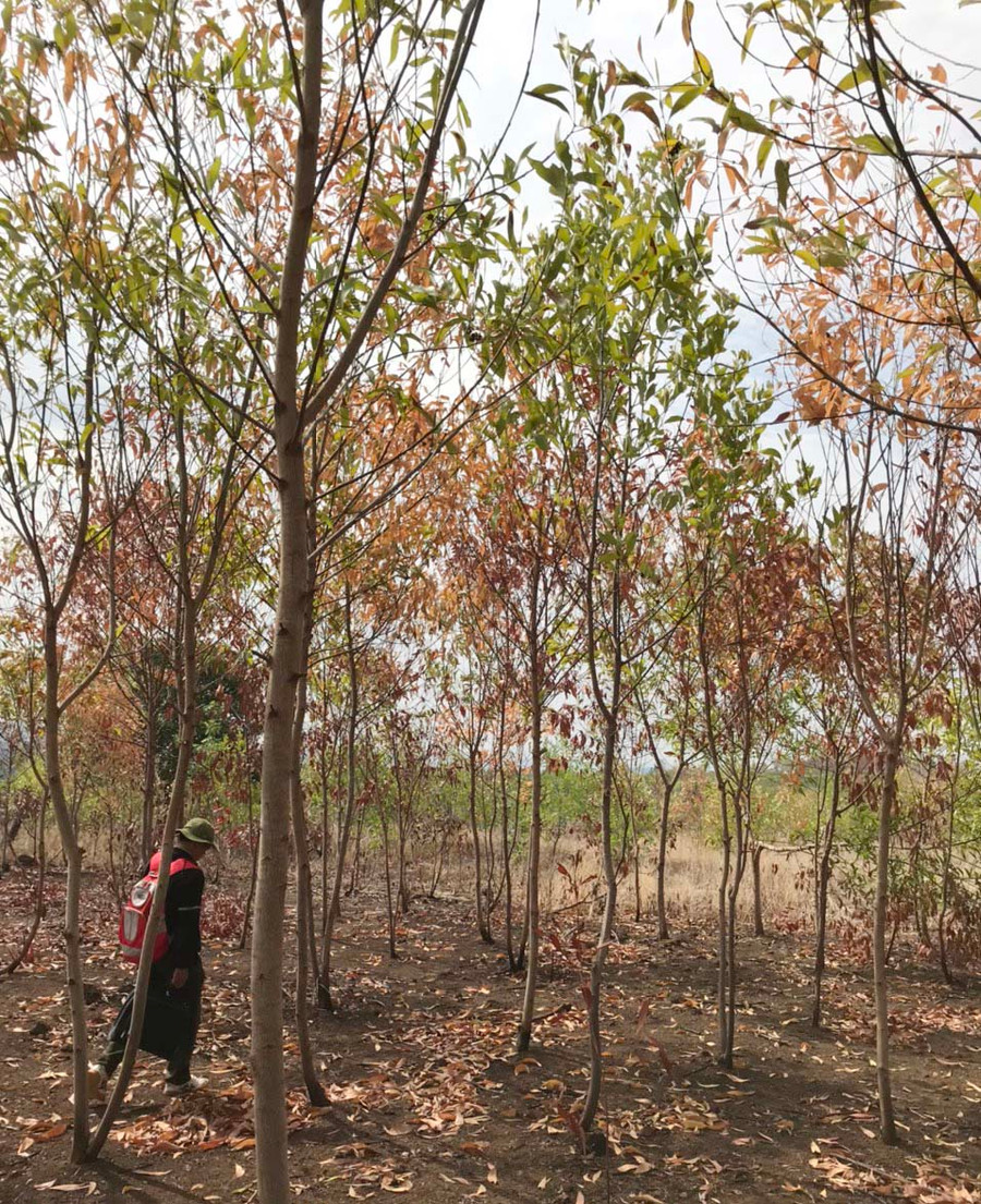 Nhiều diện tích rừng trồng năm 2017 ở huyện Chư Sê bị chết khô do nắng hạn. Ảnh: Quang Tấn
