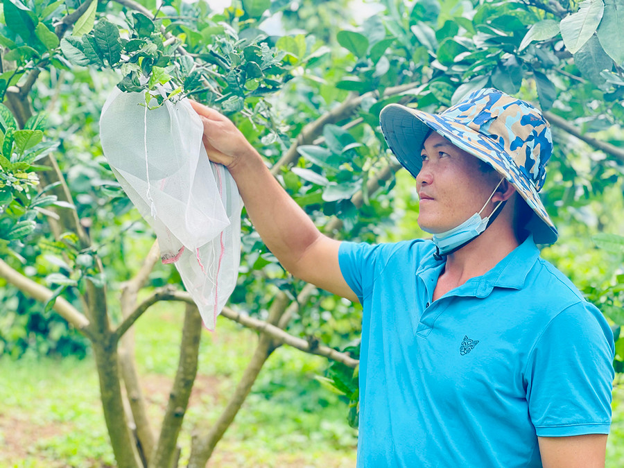 Anh Phạm Xuân Hưng chăm sóc vườn cà chua hơn 1.200 m2 trong nhà màng. Ảnh: Vũ Thảo Anh Phạm Xuân Hưng chăm sóc vườn cà chua hơn 1.200 m2 trong nhà màng. Ảnh: Vũ Thảo