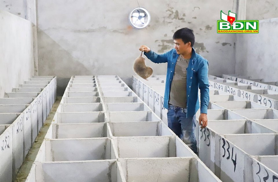 Anh Hán Sơn Trường, xã Nâm N’đir (huyện Krông Nô, tỉnh Đắk Nông) nhân giống thành công dúi, liên tục tăng đàn và phát triển tốt