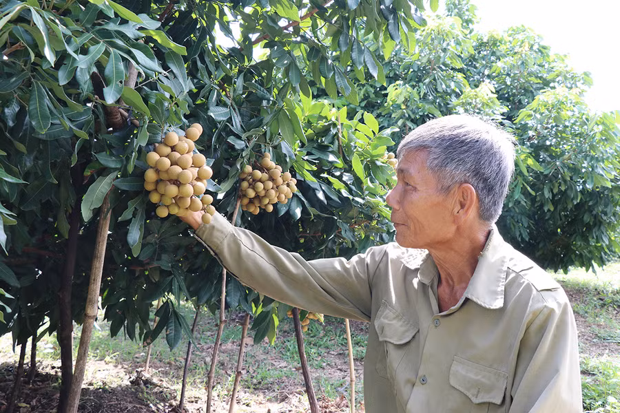  Vườn nhãn của gia đình ông Nguyễn Văn Minh (thôn 3, xã An Thành, huyện Đak Pơ) đem lại hiệu quả kinh tế cao. Ảnh: Phương Vi