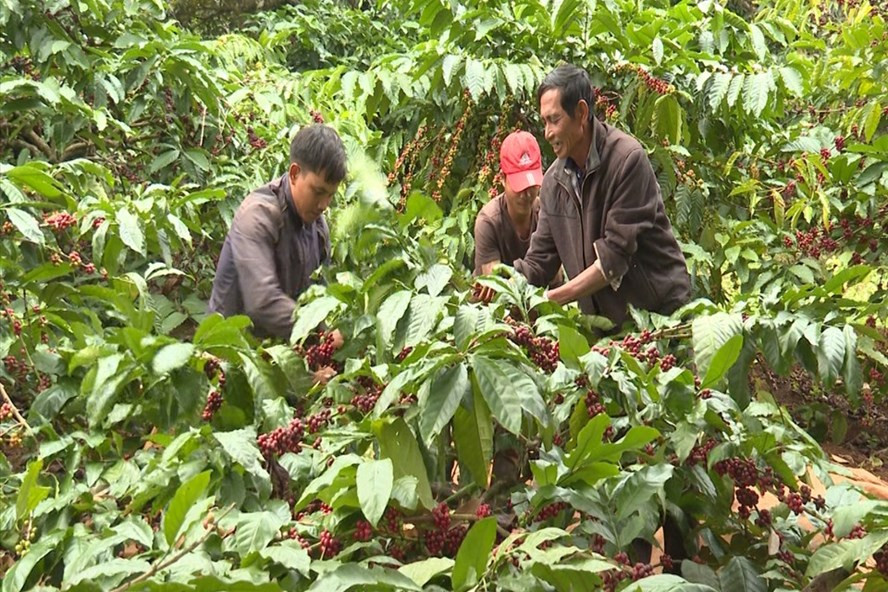Hạt cà phê ở vùng sản xuất công nghê cao sẽ thu hoạch khi vườn cây có độ chín đạt trên 85% để bảo đảm lượng đường, chất lượng (chụp trước 27.4.2021). Ảnh: Phan Tuấn