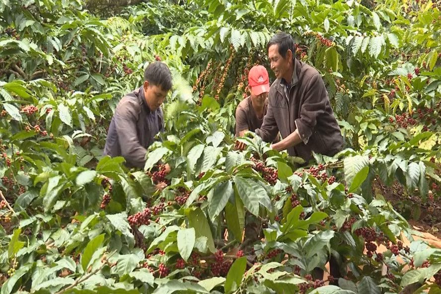 Hạt cà phê ở vùng sản xuất công nghê cao sẽ thu hoạch khi vườn cây có độ chín đạt trên 85% để bảo đảm lượng đường, chất lượng (chụp trước 27.4.2021). Ảnh: Phan Tuấn