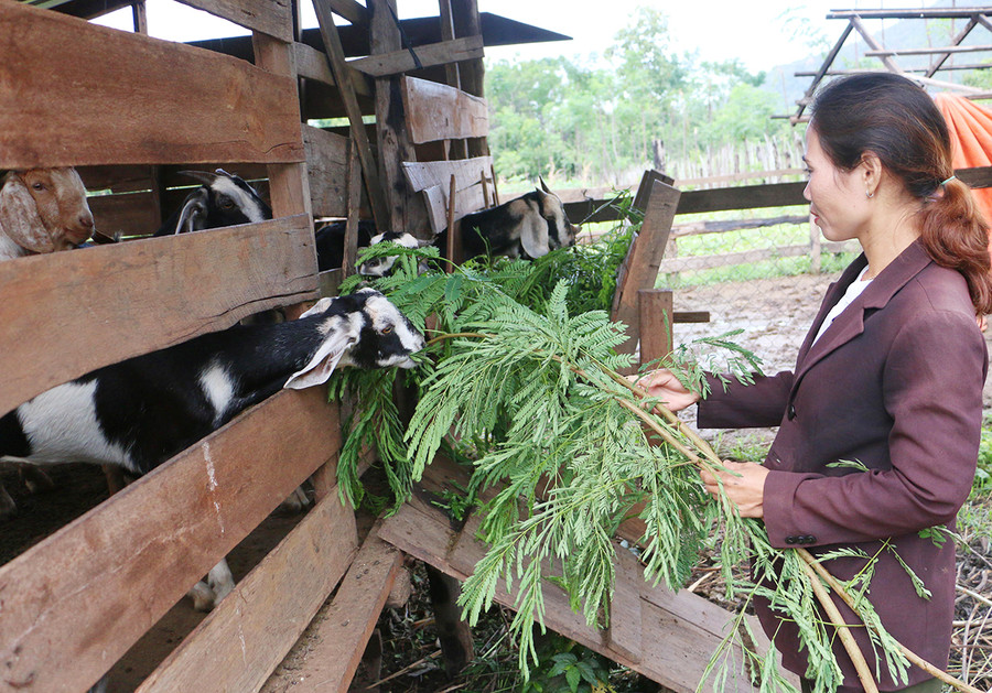 Chị Siu H'Nuin (làng Ia Ngăng, xã Chư Don) chăm sóc đàn dê của gia đình. Ảnh: Quang Tấn  Chị Siu H'Nuin (làng Ia Ngăng) chăm sóc đàn dê của gia đình. Ảnh: Quang Tấn