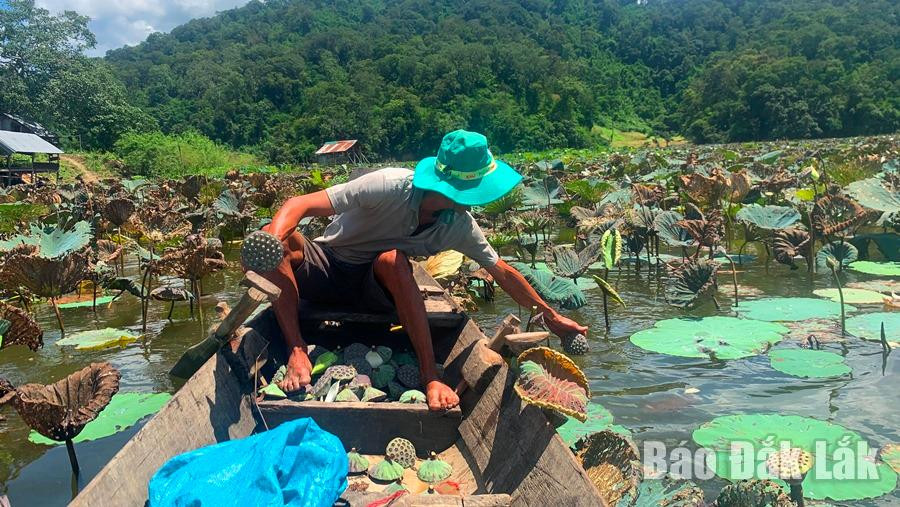 Những đài sen ngả sang màu tím được người dân thu hoạch lấy hạt bán.