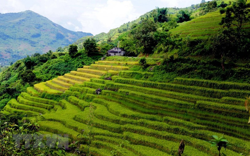Những dải ruộng bậc thang uốn lượn bao bọc quanh những sườn núi đang thay đổi sắc màu theo thời tiết thu tại khu vực xã biên giới. Ảnh: Quý Trung/TTXVN Những dải ruộng bậc thang uốn lượn bao bọc quanh những sườn núi đang thay đổi sắc màu theo thời tiết thu tại khu vực xã biên giới. Ảnh: Quý Trung/TTXVN