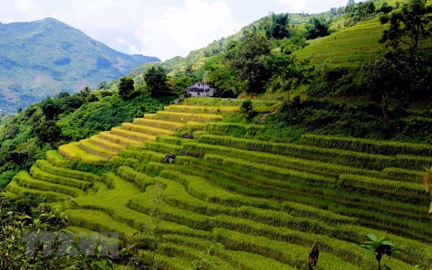 Những dải ruộng bậc thang uốn lượn bao bọc quanh những sườn núi đang thay đổi sắc màu theo thời tiết thu tại khu vực xã biên giới. Ảnh: Quý Trung/TTXVN