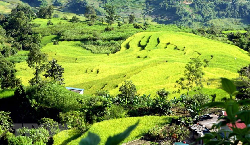 Những thửa ruộng bậc thang chạy men theo con suối dọc đường biên giới tại bản Mới giáp với Trung Quốc đã chuyển mình theo thời tiết thu sang màu vàng quyến rũ. Ảnh: Quý Trung/TTXVN Những thửa ruộng bậc thang chạy men theo con suối dọc đường biên giới tại bản Mới giáp với Trung Quốc đã chuyển mình theo thời tiết thu sang màu vàng quyến rũ. (Ảnh: Quý Trung/TTXVN)