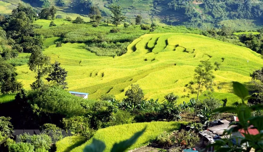 Những thửa ruộng bậc thang chạy men theo con suối dọc đường biên giới tại bản Mới giáp với Trung Quốc đã chuyển mình theo thời tiết thu sang màu vàng quyến rũ. (Ảnh: Quý Trung/TTXVN)