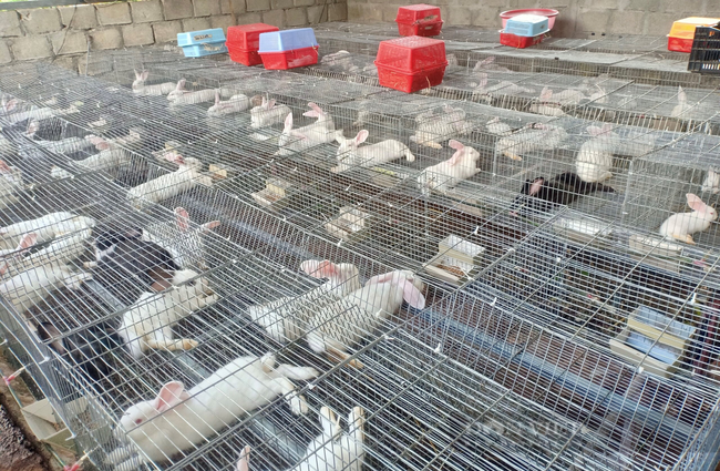 Theo anh Lê Minh Tưởng, chuồng trại của thỏ phải luôn đảm bảo thoáng mát, sạch sẽ. Ảnh: NVCC.