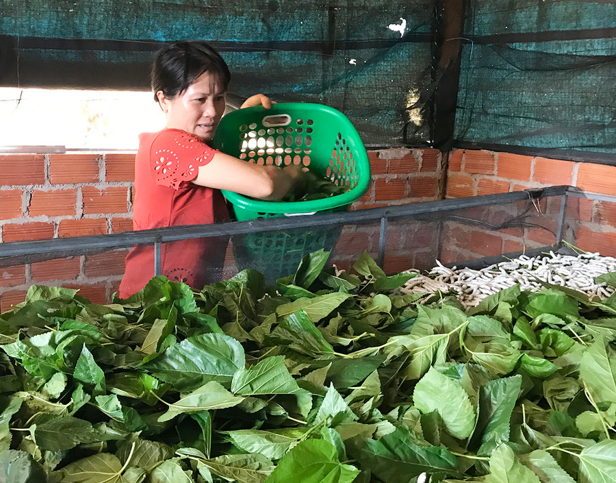 Người dân xã Al Bá có thu nhập cao từ nghề trồng dâu nuôi tằm. Ảnh: Quang Tấn Người dân xã Al Bá có thu nhập cao từ nghề trồng dâu nuôi tằm. Ảnh: Quang Tấn