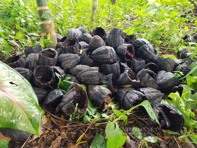 Vỏ trái ca cao có thể thành phân bón. Ảnh: Minh Ngọc. Vỏ trái ca cao có thể thành phân bón. Ảnh: Minh Ngọc.