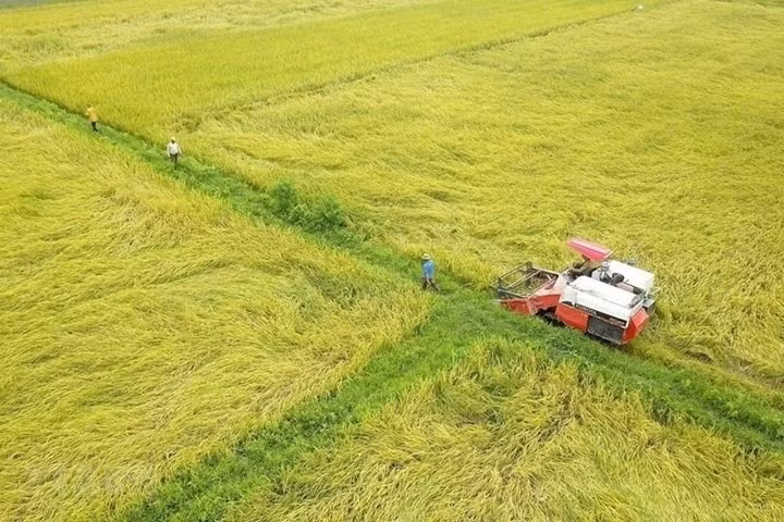 Điều 13 Nghị định 94/2019/NĐ-CP quy định điều kiện chuyển đổi đất trồng lúa sang đất trồng cây lâu năm. Ảnh: LĐO