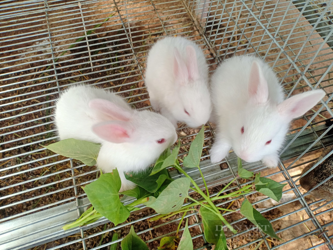 Trung bình mỗi tháng đàn thỏ của anh Lê Minh Tưởng sinh sản từ 400 đến 500 thỏ con. Ảnh: NVCC.