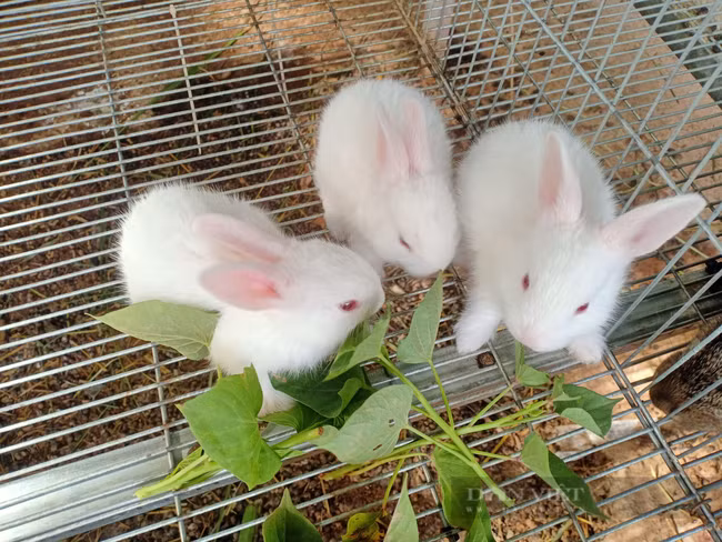 Trung bình mỗi tháng đàn thỏ của anh Lê Minh Tưởng sinh sản từ 400 đến 500 thỏ con. Ảnh: NVCC.