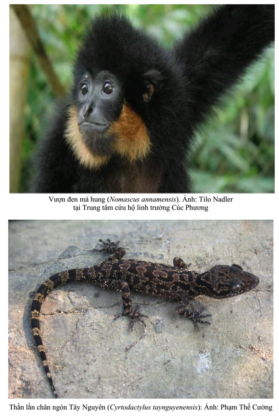 Vượn đen má hung là một loài động vật quý hiếm còn lại ở Vườn Quốc gia Kon Ka Kinh. Ảnh Tư liệu