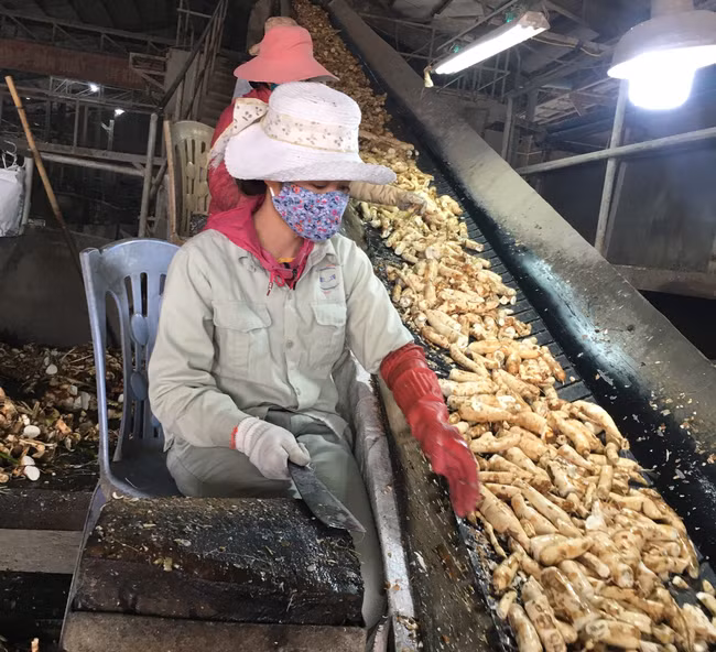  Xuất khẩu sắn và sản phẩm sắn sang Trung Quốc trong 8 tháng năm 2021 đạt 636 triệu USD, tăng 28,3%. Ảnh: Báo Thanh Hóa.