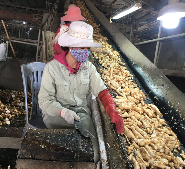  Xuất khẩu sắn và sản phẩm sắn sang Trung Quốc trong 8 tháng năm 2021 đạt 636 triệu USD, tăng 28,3%. Ảnh: Báo Thanh Hóa.