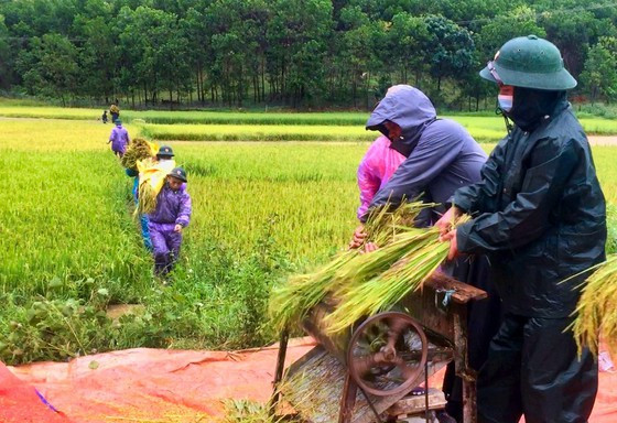 Giúp đồng bào A Lưới thu hoạch lúa chạy lũ