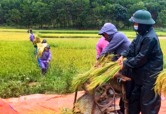 Giúp đồng bào A Lưới thu hoạch lúa chạy lũ