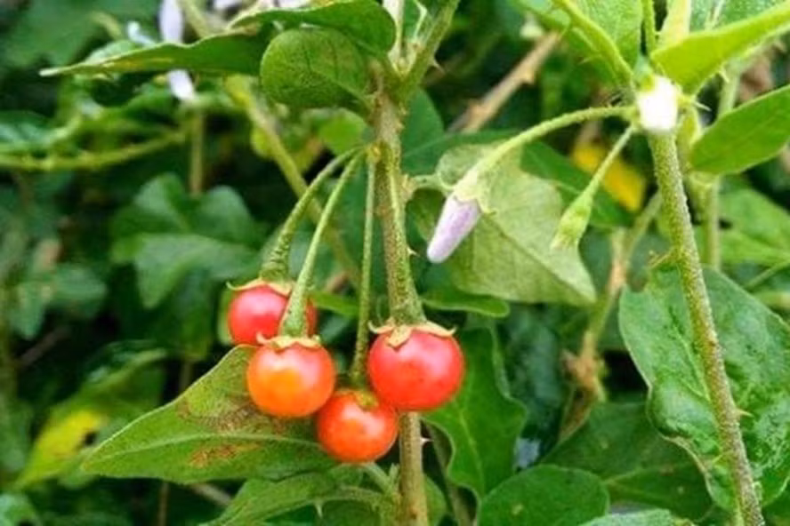 Cà gai leo là dược liệu quý đối với người bị viêm gan B, xơ gan... Ảnh: Tường Minh