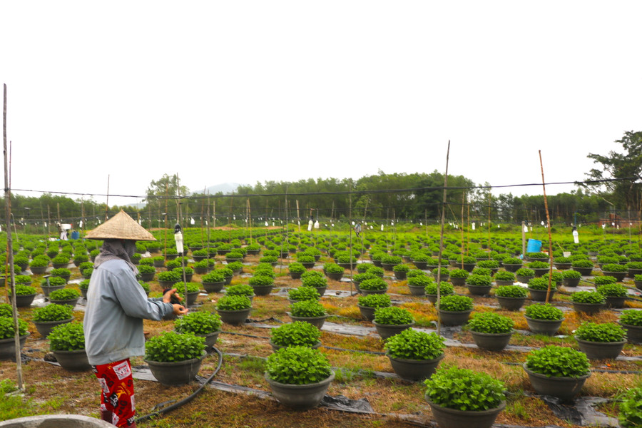 Lo ngại dịch bệnh khiến thị trường hoa Tết kém sôi động, sức mua sẽ giảm, người trồng hoa cúc chậu tại thị xã An Khê chủ động giảm số lượng. Ảnh: Ngọc Minh