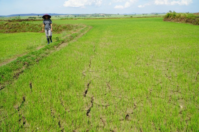 Nhiều đồng lúa tại các huyện phía Đông Nam tỉnh Gia Lai thiếu nước, khiến cây lúa không thể đẻ nhánh (ảnh T.H) Nhiều đồng lúa tại các huyện phía Đông Nam tỉnh Gia Lai thiếu nước, khiến cây lúa không thể đẻ nhánh (ảnh T.H)