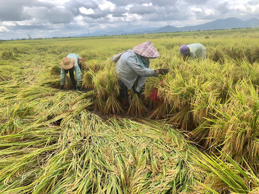 Ruộng lúa của gia đình chị Ksor H'Niu (thị trấn Phú Thiện) bị ngã đổ do mưa bão. Ảnh: Lê Nam Ruộng lúa của gia đình chị Ksor H'Niu (thị trấn Phú Thiện) bị ngã đổ do mưa bão. Ảnh: Lê Nam