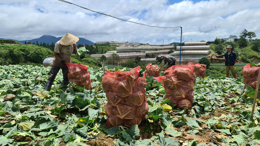 Bắp sú Đà Lạt giá tăng khiến nông dân phấn khởi. Ảnh: Lâm Viên