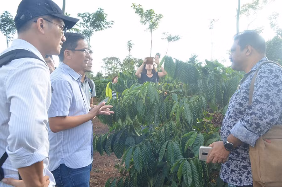 Chuyên gia nước ngoài tham quan vườn cà phê của HTX Nông nghiệp Công bằng Thuận An. Ảnh tư liệu: baodaknong