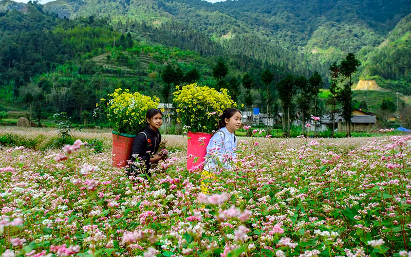 Mùa hoa tam giác mạch trên Cao nguyên đá Ðồng Văn (Hà Giang). Ảnh: CÔNG ÐẠT