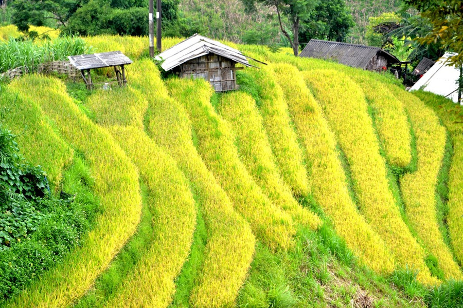  Bao quanh những ngôi nhà người H’Mông, chủ nhân ruộng bậc thang kỹ vĩ.