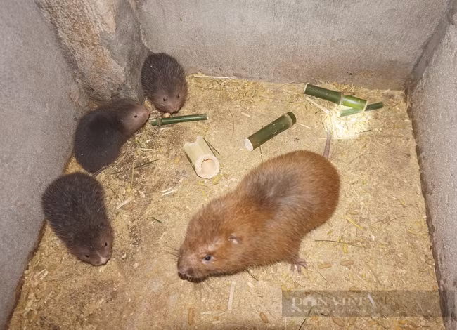  Giá dúi giống từ 4-5 lạng là 1,1 triệu đồng/cặp, 6-7 lạng 1,4 triệu đồng/cặp. Ảnh: Tuyết Nhung