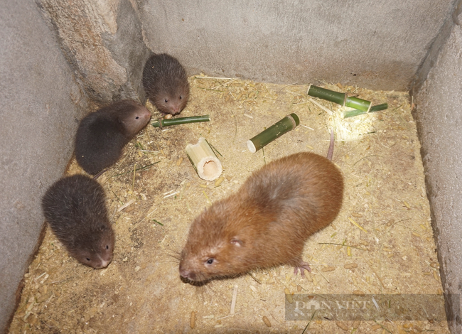  Giá dúi giống từ 4-5 lạng là 1,1 triệu đồng/cặp, 6-7 lạng 1,4 triệu đồng/cặp. Ảnh: Tuyết Nhung