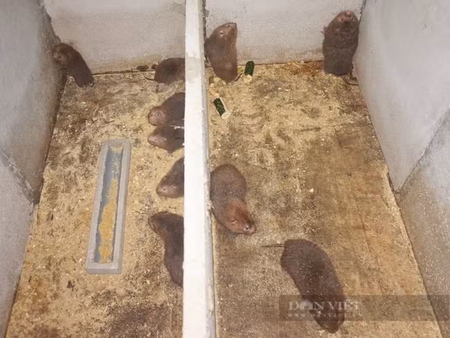  Nhờ nuôi dúi mà ông Sáng có nguồn thu nhập ổn định với mức lãi hơn 200 triệu đồng/năm. Ảnh: Trần Hậu