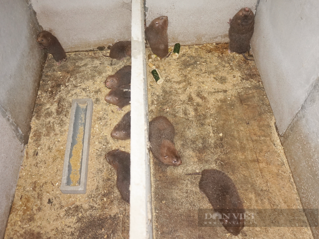  Nhờ nuôi dúi mà ông Sáng có nguồn thu nhập ổn định với mức lãi hơn 200 triệu đồng/năm. Ảnh: Trần Hậu