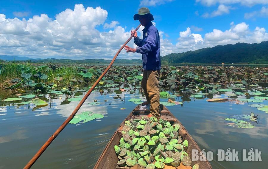 Sau khoảng 3 giờ đồng hồ, đài sen được chất đầy ghe trước khi chở vào bờ.