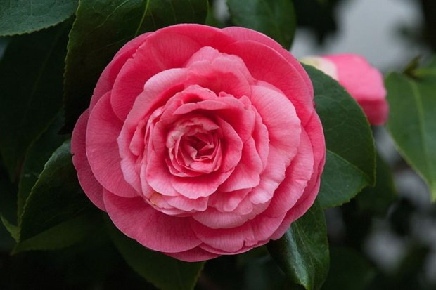 Hoa trà đỏ. (Nguồn: odditycentral.com)