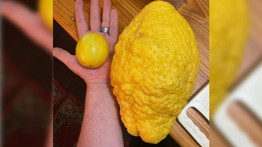  Melissa Palinkas đã chia sẻ quả chanh 'quái vật' lên trang Instagram cá nhân với hơn 2.000 người theo dõi của mình. Ảnh: DM