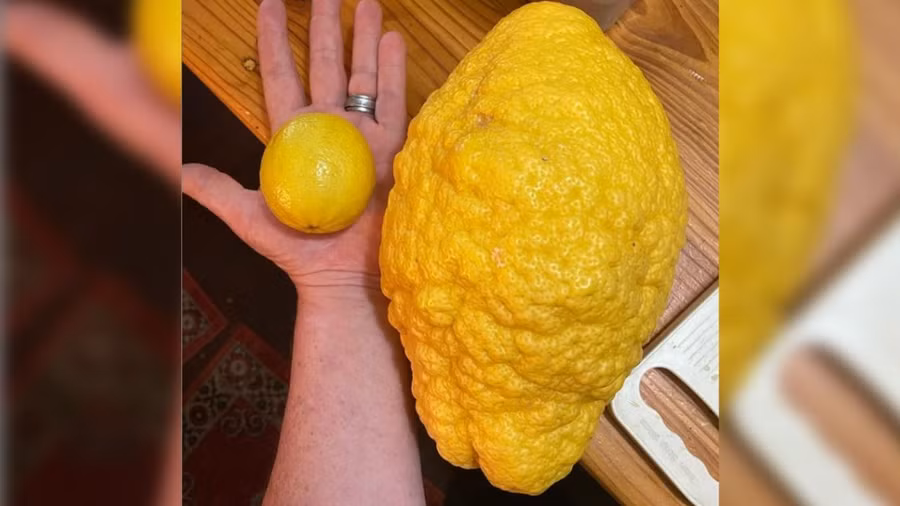  Melissa Palinkas đã chia sẻ quả chanh 'quái vật' lên trang Instagram cá nhân với hơn 2.000 người theo dõi của mình. Ảnh: DM