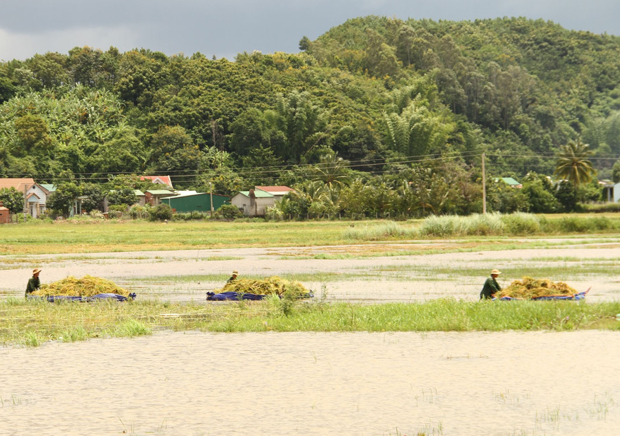 Người dân H.Lắk hối hả thu hoạch lúa chạy lũ. Ảnh: Hoàng Bình