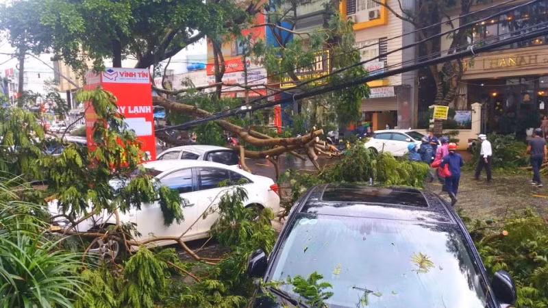Cây xanh gãy đổ do mưa gió, công nhân phải lập tức dọn dẹp bất kể ngày đêm